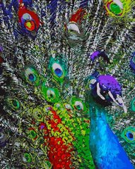 Набор для росписи по номерам Разноцветные перья павлина Strateg размером 40х50 см (GS171)
